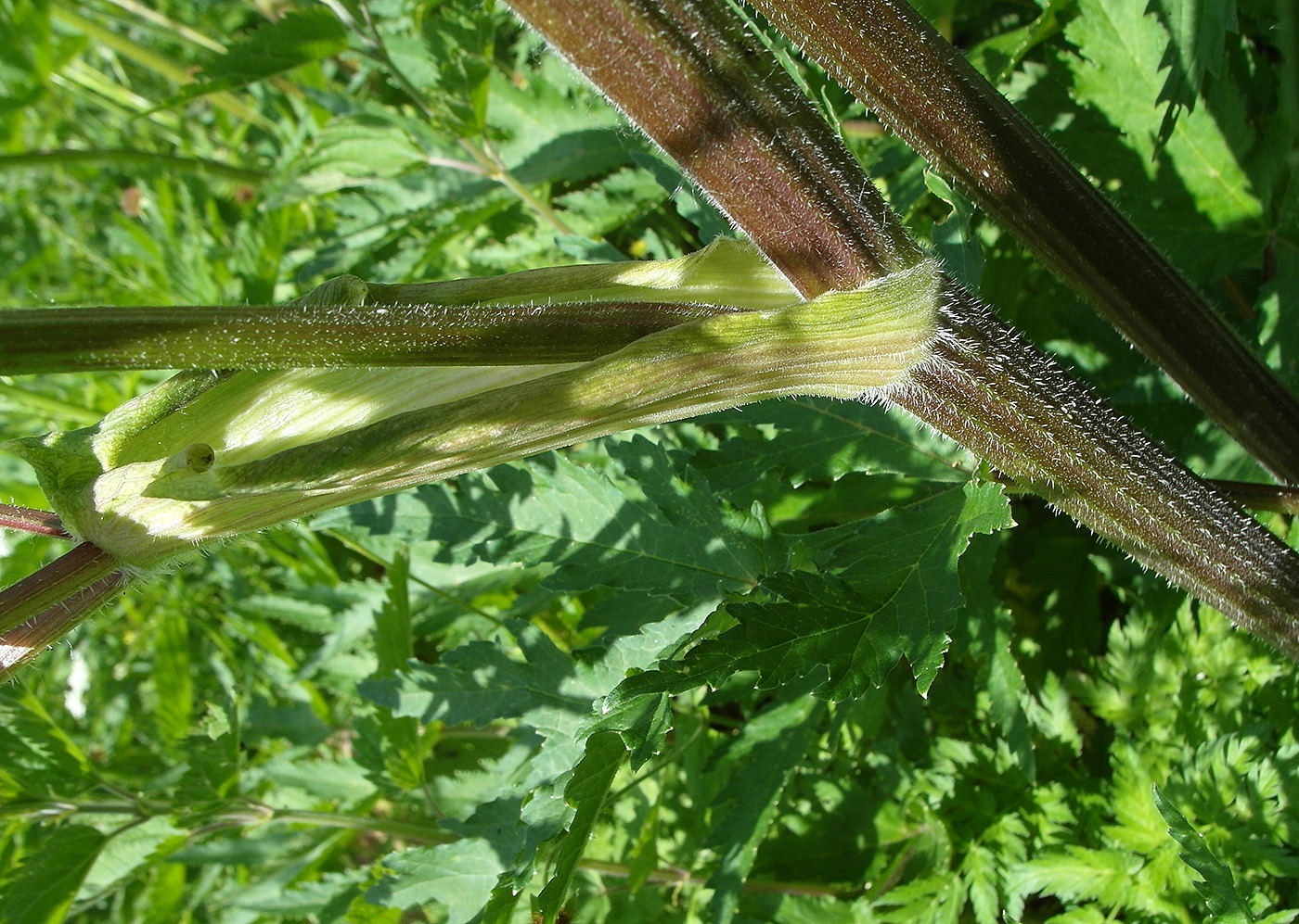 Image of Heracleum sibiricum specimen.