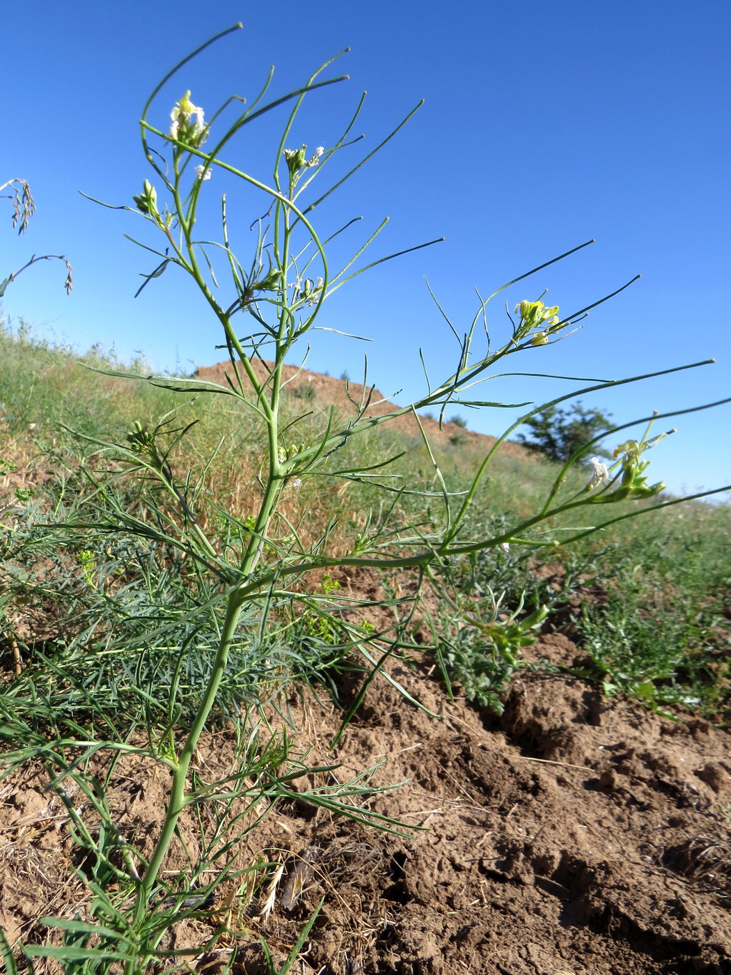 Image of Sisymbrium altissimum specimen.