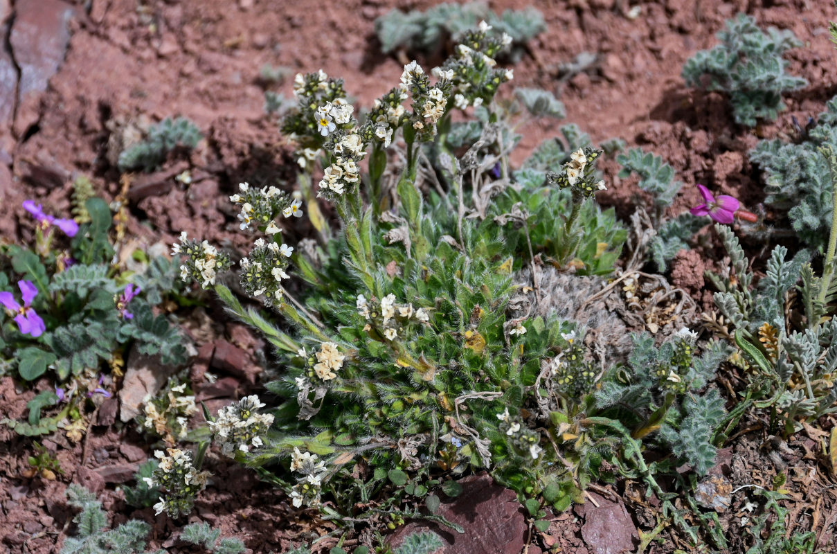 Image of Eritrichium villosum specimen.