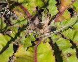 Taraxacum serotinum