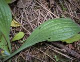 Plantago urvillei. Лист с повреждениями. Пермский край, г. Пермь, Дзержинский р-н, м-н Акуловский, опушка в липовом лесу. 25.05.2023.