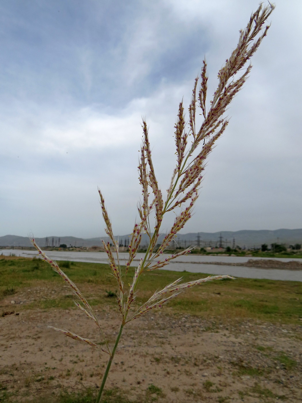 Image of Saccharum spontaneum specimen.