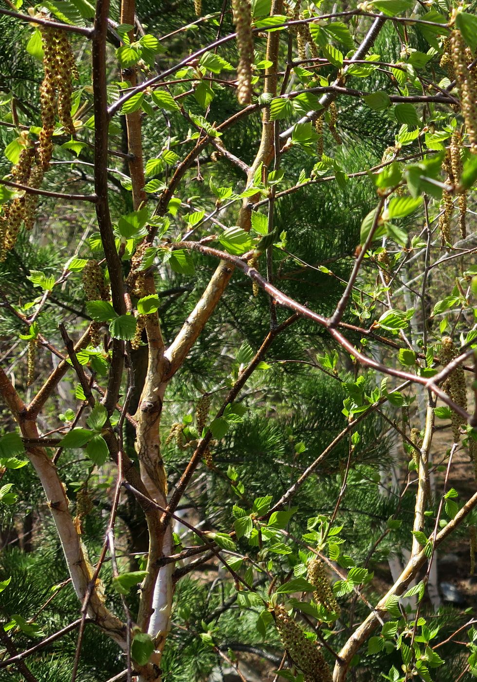 Image of Betula platyphylla specimen.