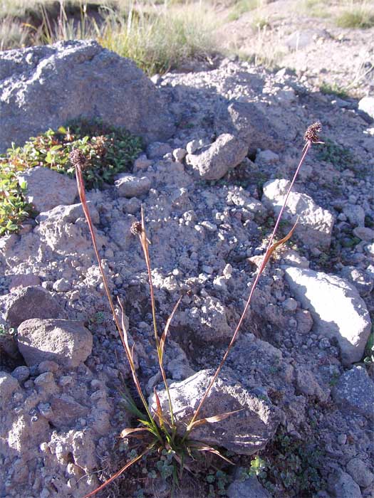 Image of Luzula stenophylla specimen.