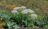 genus Heracleum. Цветущее и плодоносящее растение в сообществе с Prangos. Армения, обл. Гегаркуник, берег оз. Севан, окр. монастыря Севанаванк, ≈ 1900 м н.у.м., подножие лугового склона. 23.06.2022.