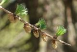 Larix sibirica