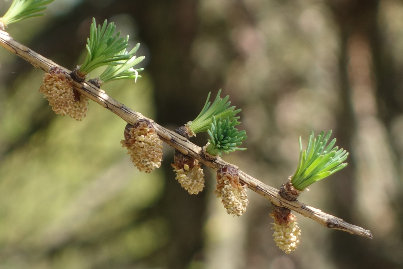 Изображение особи Larix sibirica.