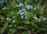 Myosotis amoena