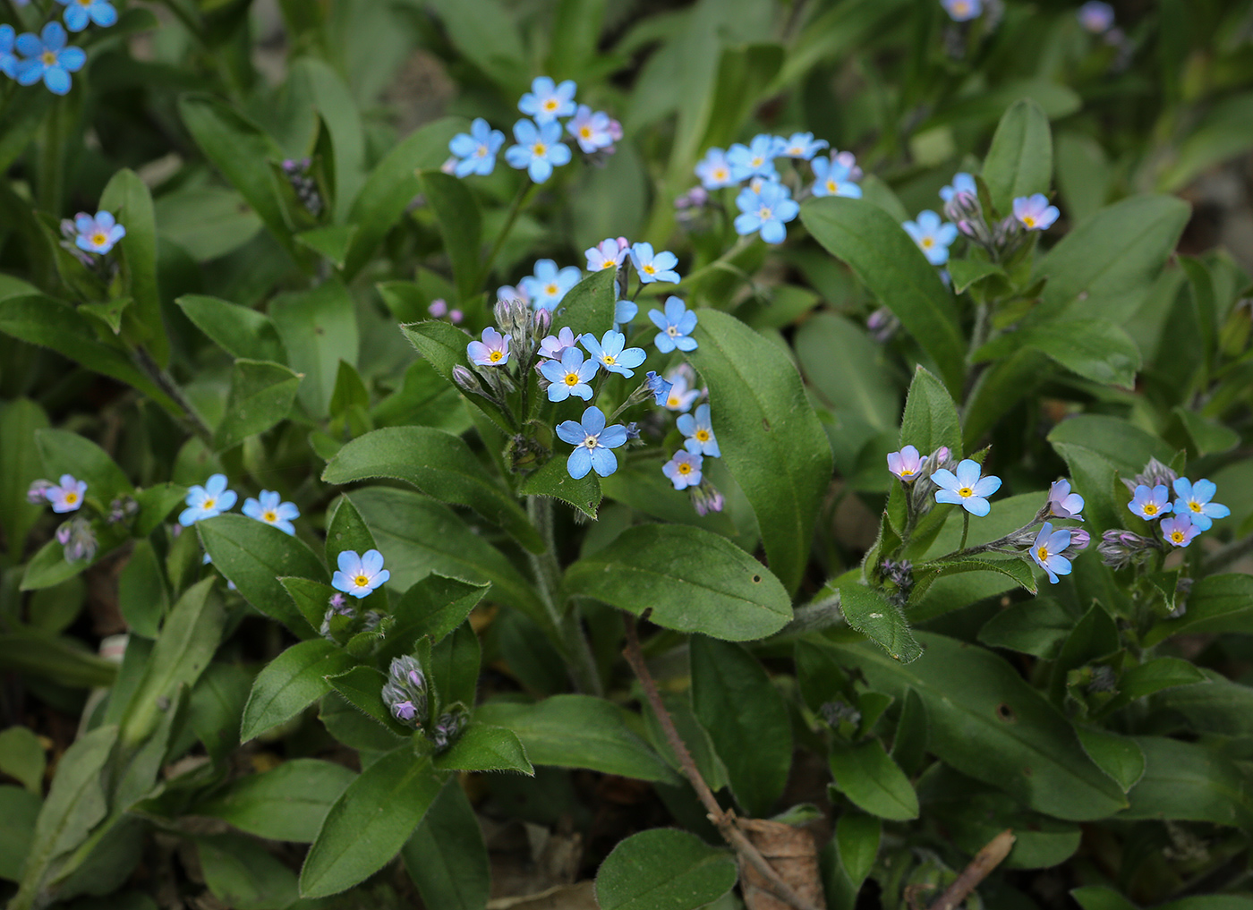 Image of Myosotis amoena specimen.