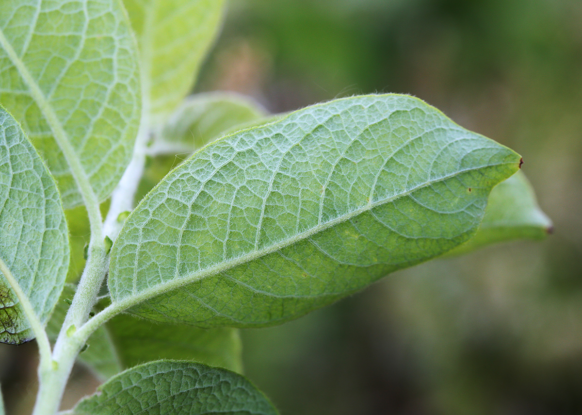 Image of Salix bebbiana specimen.