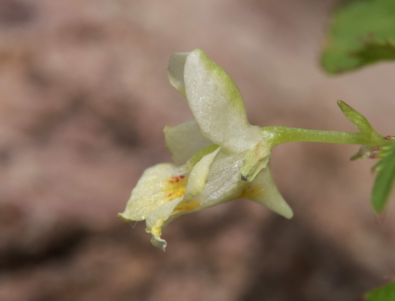 Изображение особи Impatiens parviflora.
