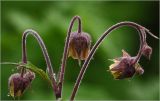 Geum rivale