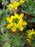 Lotus corniculatus