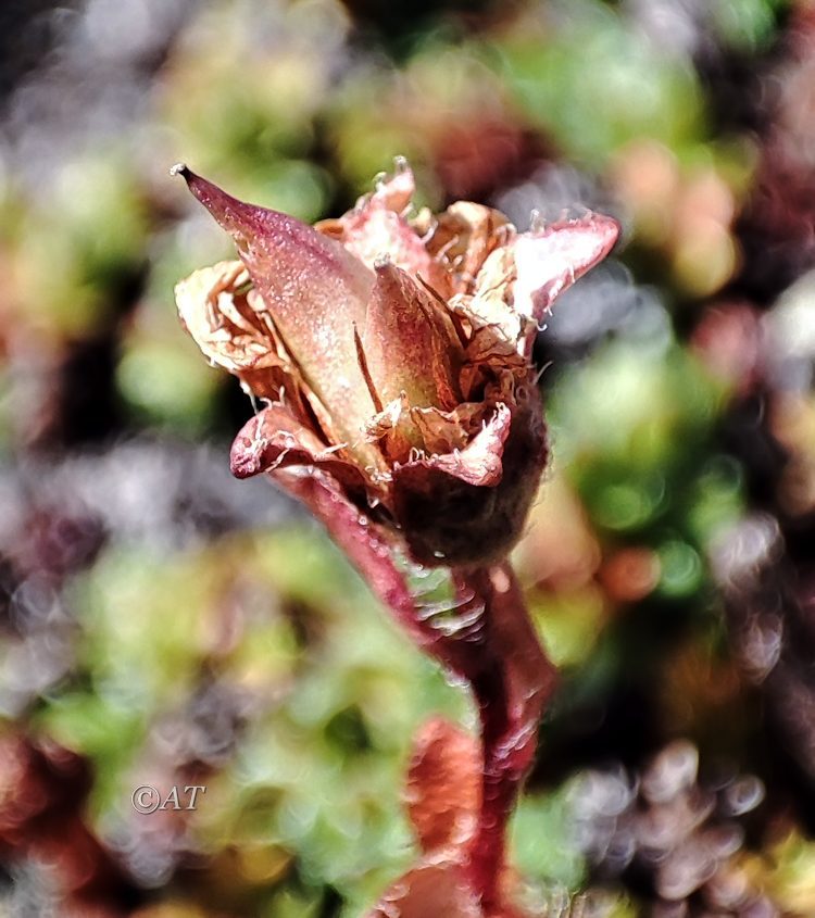 Изображение особи Saxifraga oppositifolia.