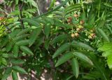 Sorbus sambucifolia. Листья и соплодие с незрелыми плодами. Камчатский край, Елизовский р-н, каменноберезовый лес возле грунтовой трассы вдоль газопровода, начало тропы к оз. Тахколоч. 04.08.2024.