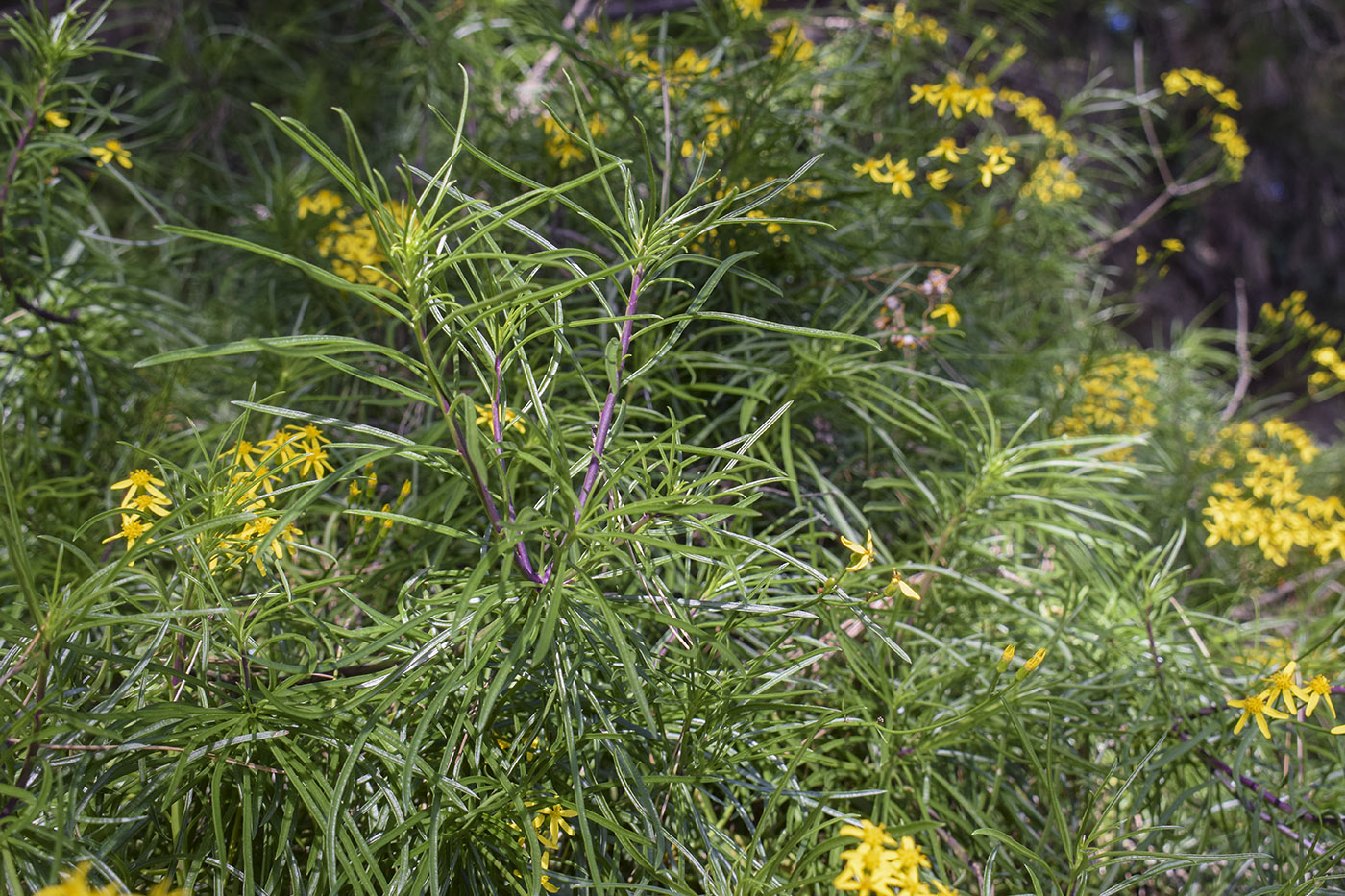 Изображение особи Senecio pseudolongifolius.
