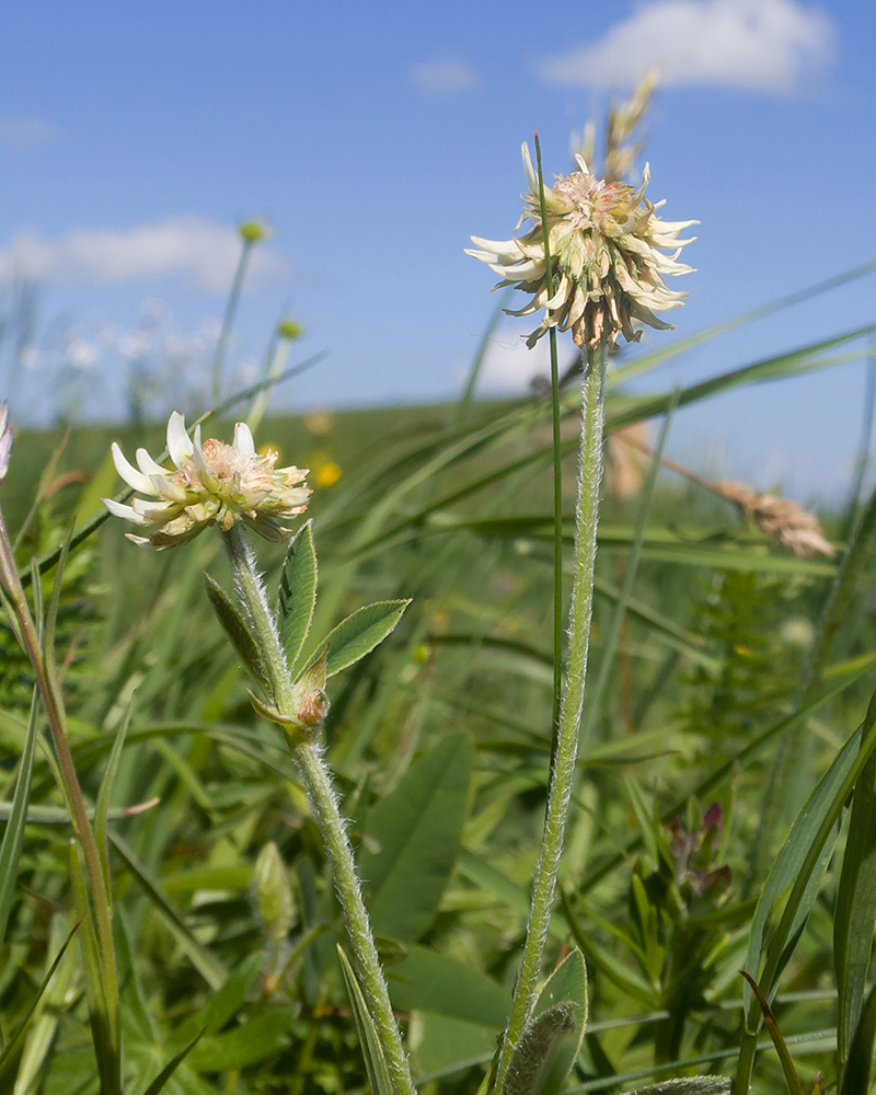 Image of Trifolium montanum specimen.