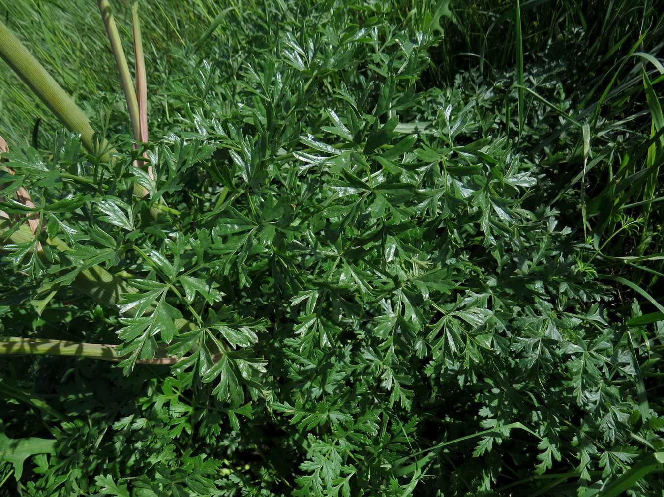 Image of Ferula kirialovii specimen.
