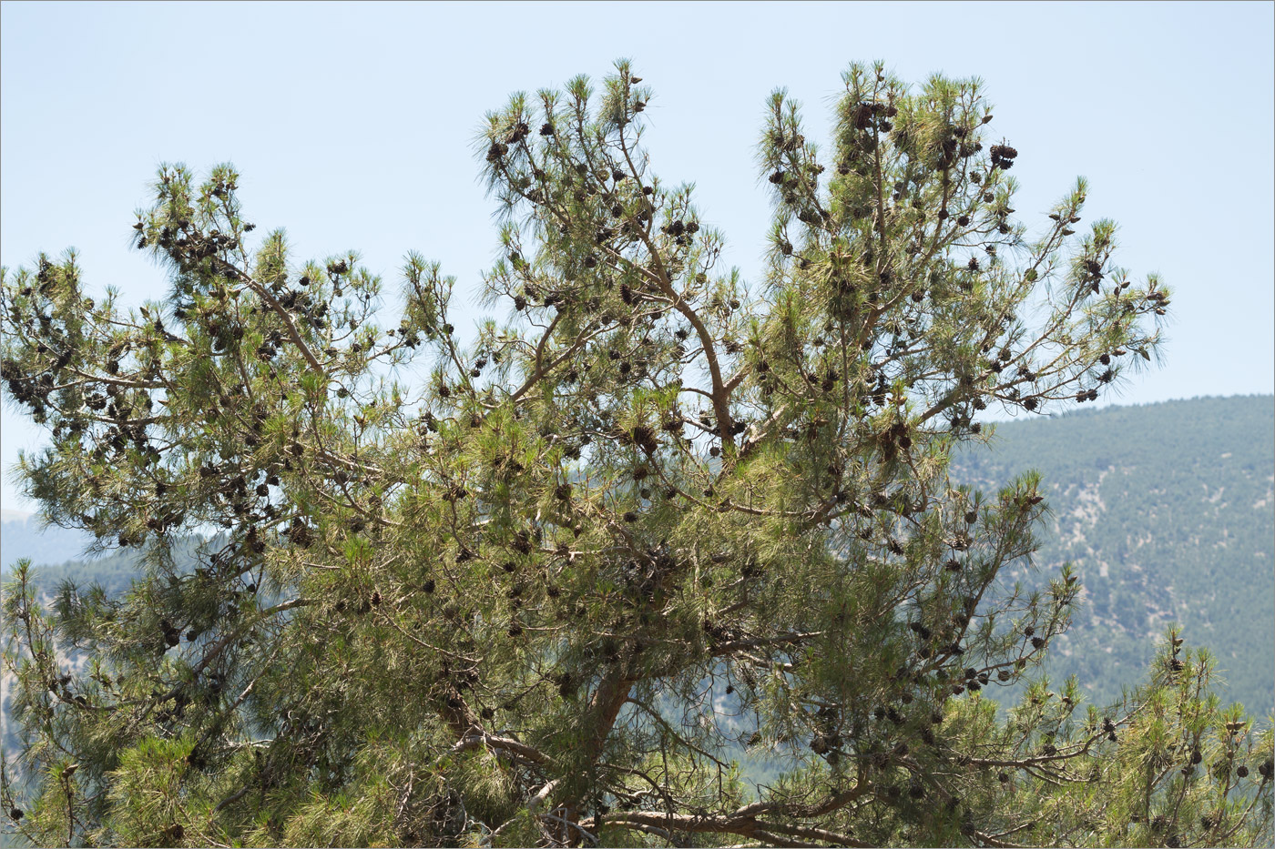 Image of Pinus brutia specimen.