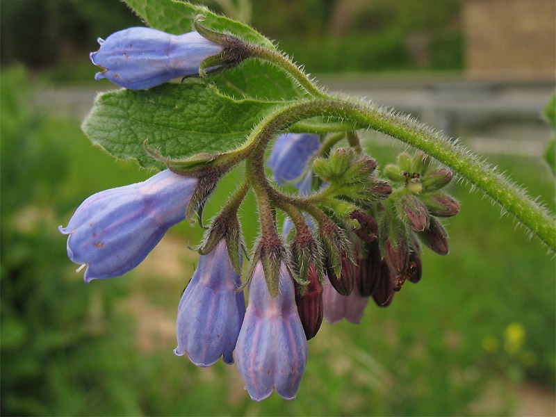 Image of Symphytum × uplandicum specimen.
