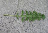 genus Sisymbrium