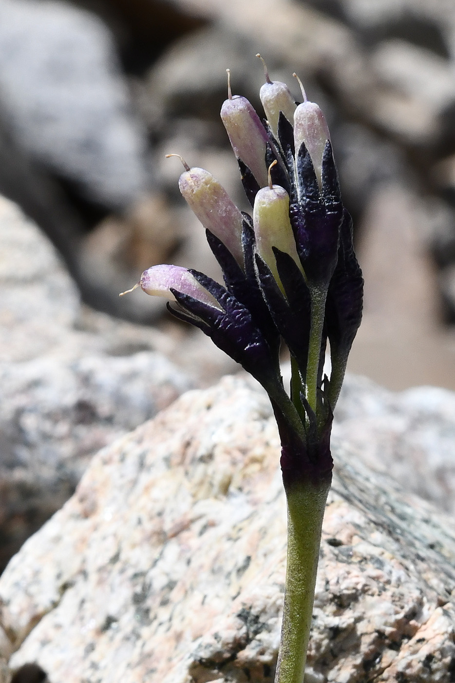 Изображение особи Primula turkestanica.