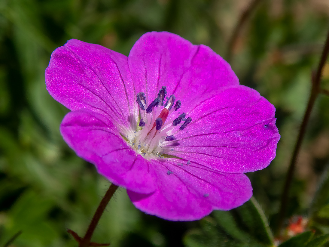 Image of Geranium sanguineum specimen.