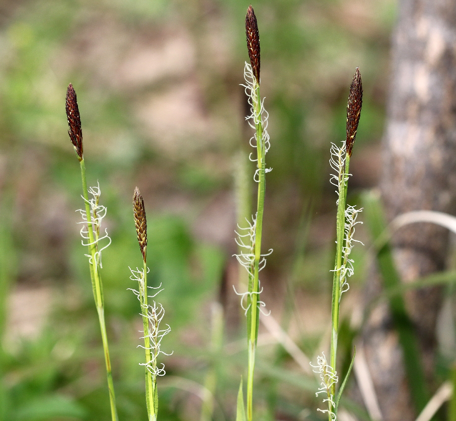 Изображение особи Carex pilosa.