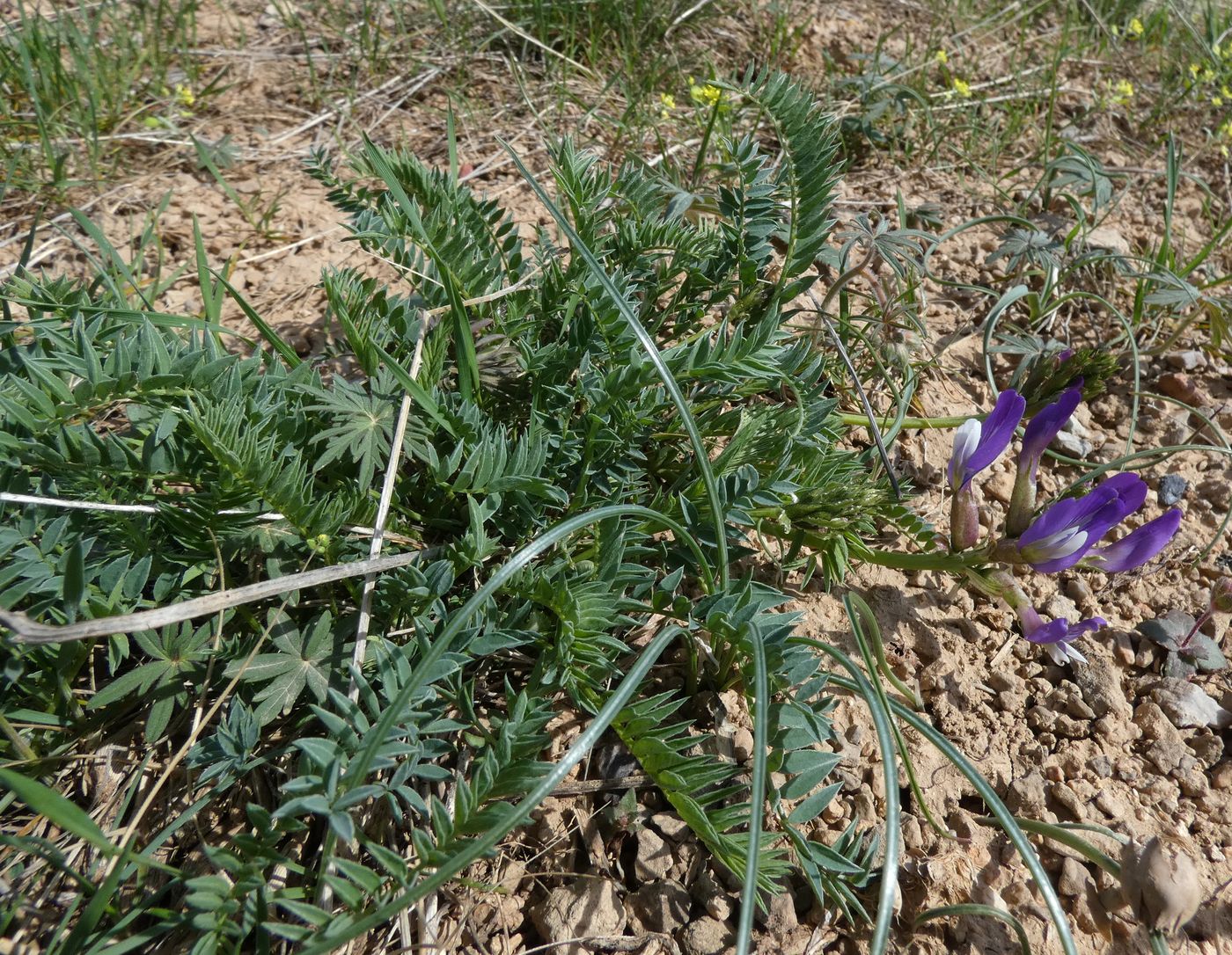 Изображение особи Astragalus masenderanus.