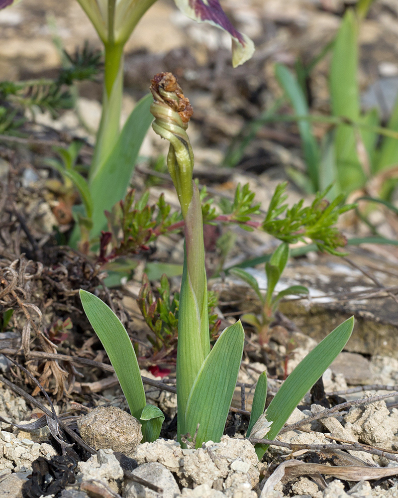 Image of Iris pumila specimen.
