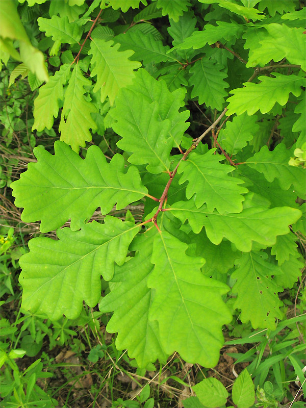 Изображение особи Quercus petraea.