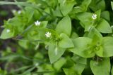 Stellaria media