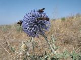 Echinops albicaulis. Верхушка побега с соцветием и кормящимися осами. Казахстан, Жамбылская обл., 30 км к сев.-зап. от г. Тараз, правый берег р. Аса, бархан Кумтиын. 25 мая 2025 г.
