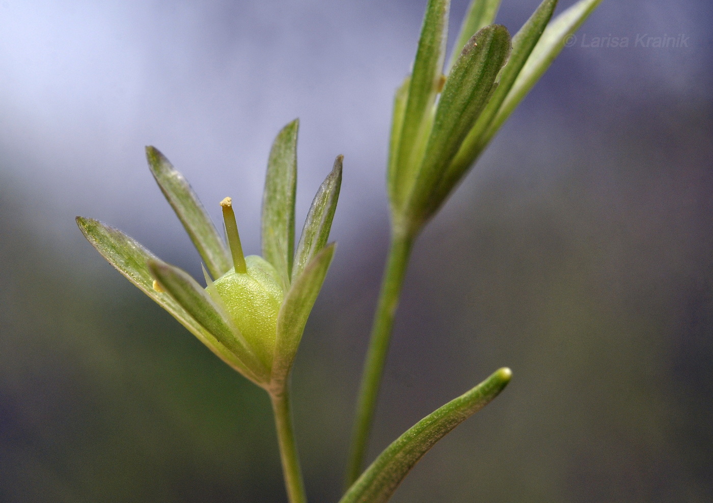 Image of genus Gagea specimen.