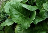 Bergenia crassifolia. Листья с каплями дождя. Московская обл., Раменский р-н, окр. дер. Хрипань, садовый участок. 18.06.2025.