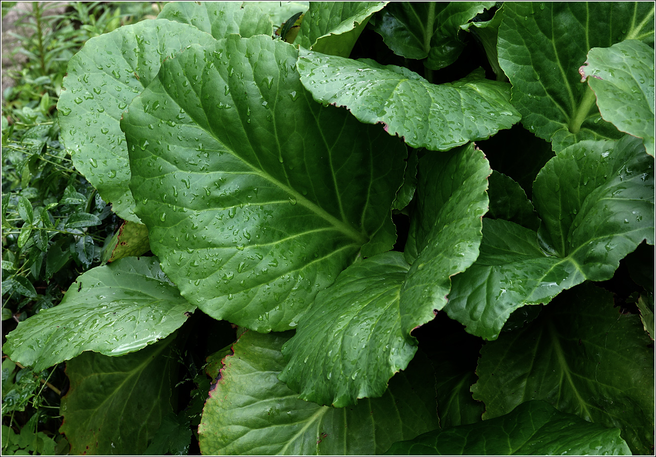 Image of Bergenia crassifolia specimen.