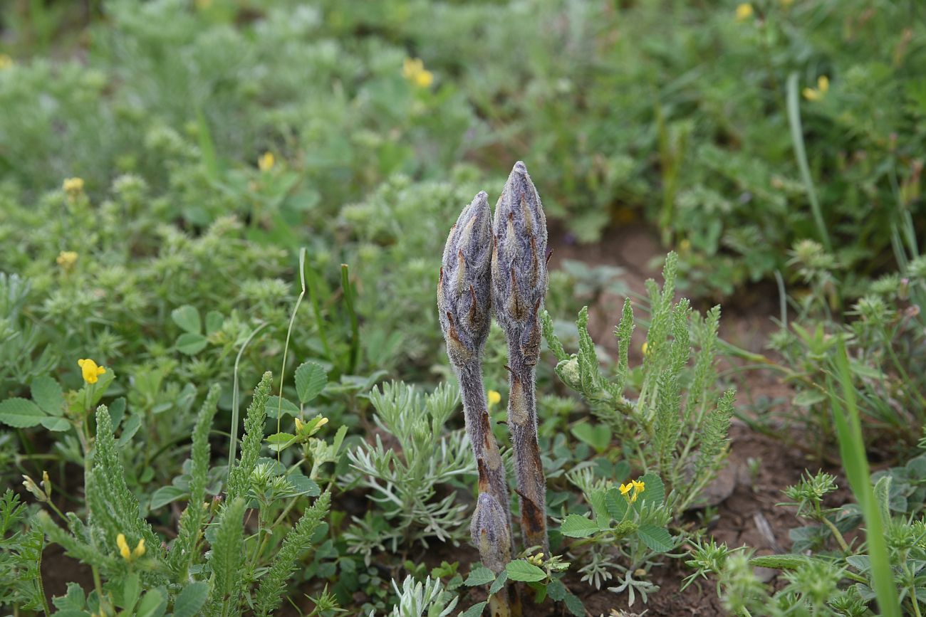 Image of genus Orobanche specimen.
