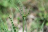 unknown species