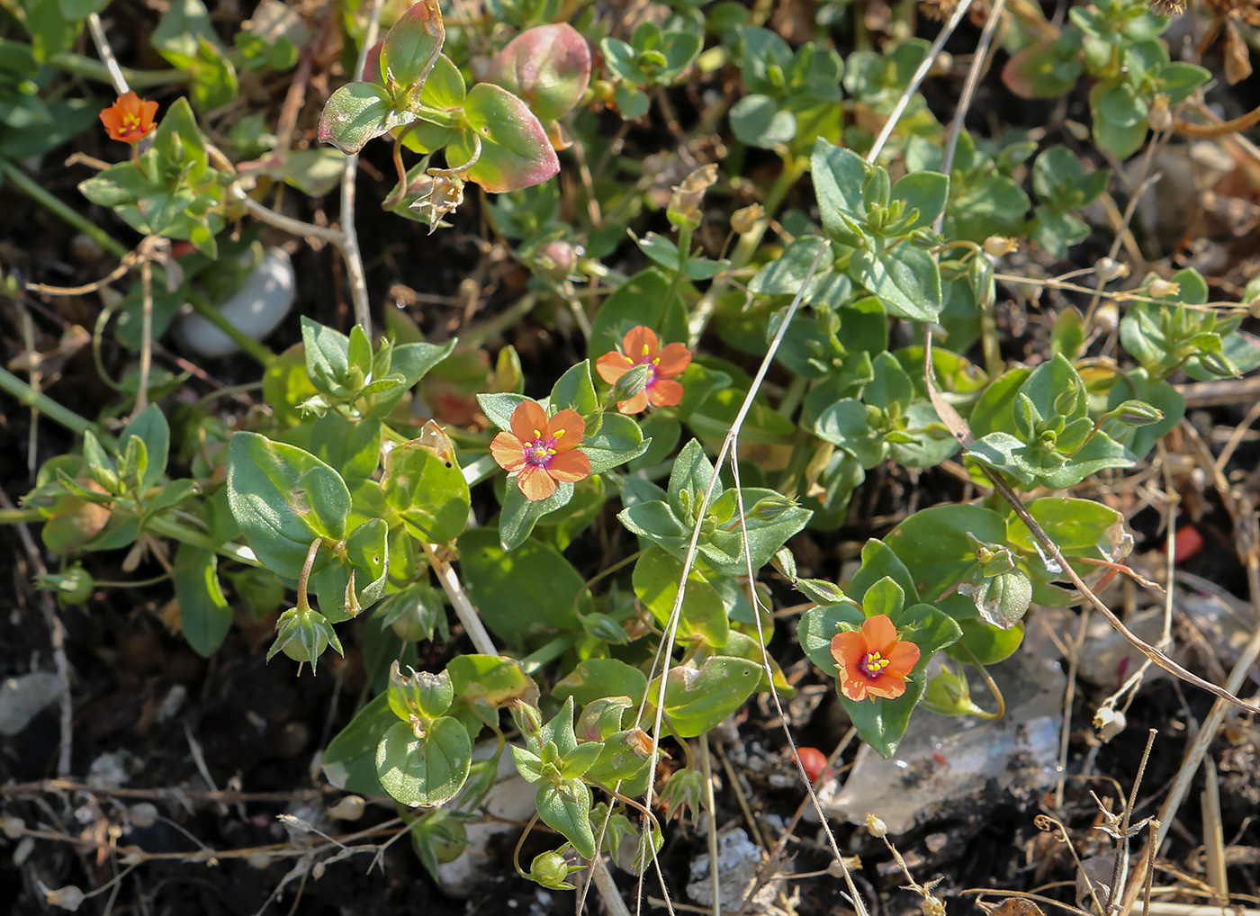 Изображение особи Anagallis arvensis.