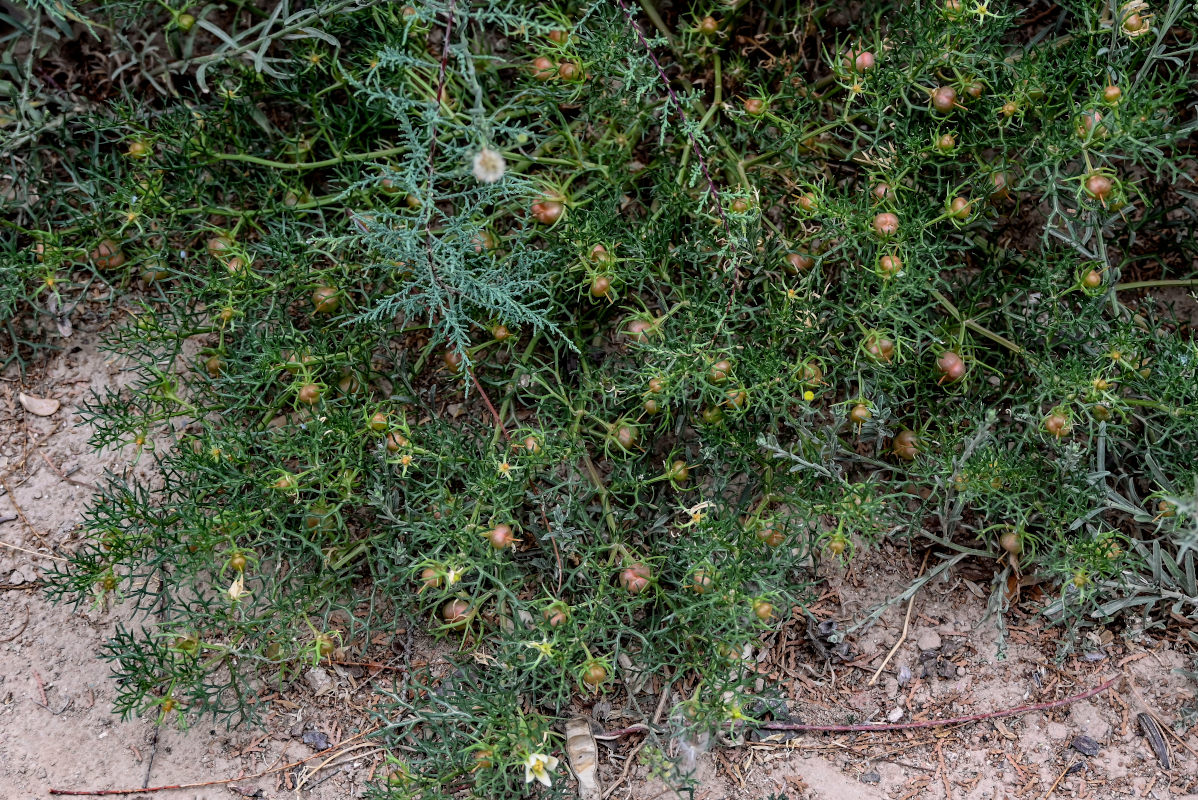 Image of Peganum multisectum specimen.