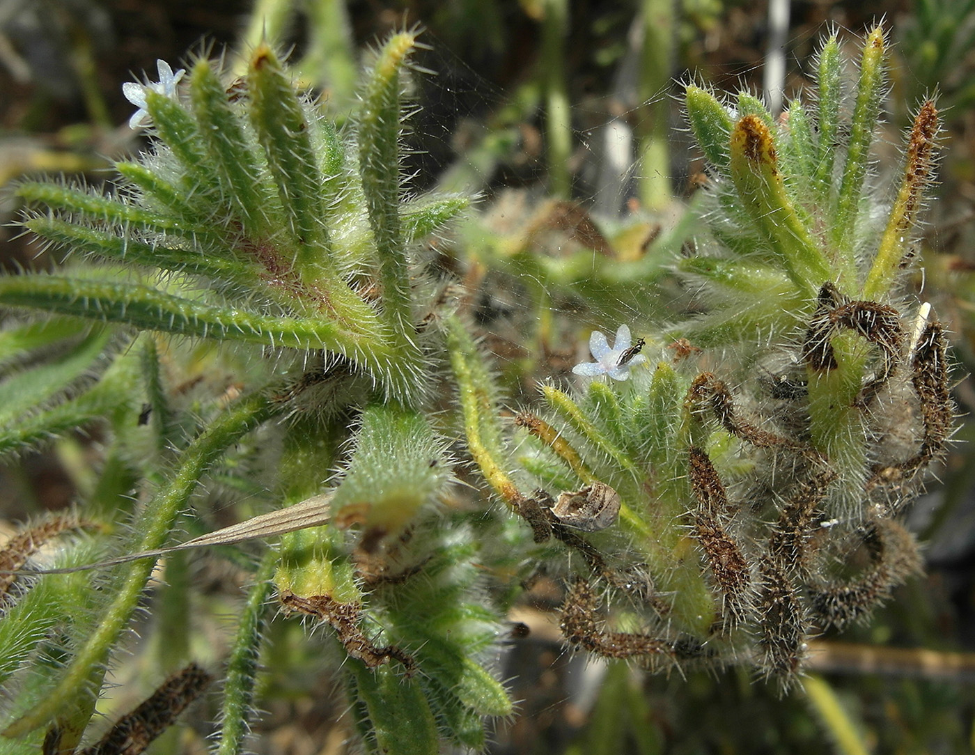 Image of Hormuzakia aggregata specimen.