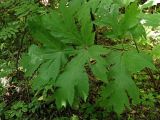 Heracleum dissectum