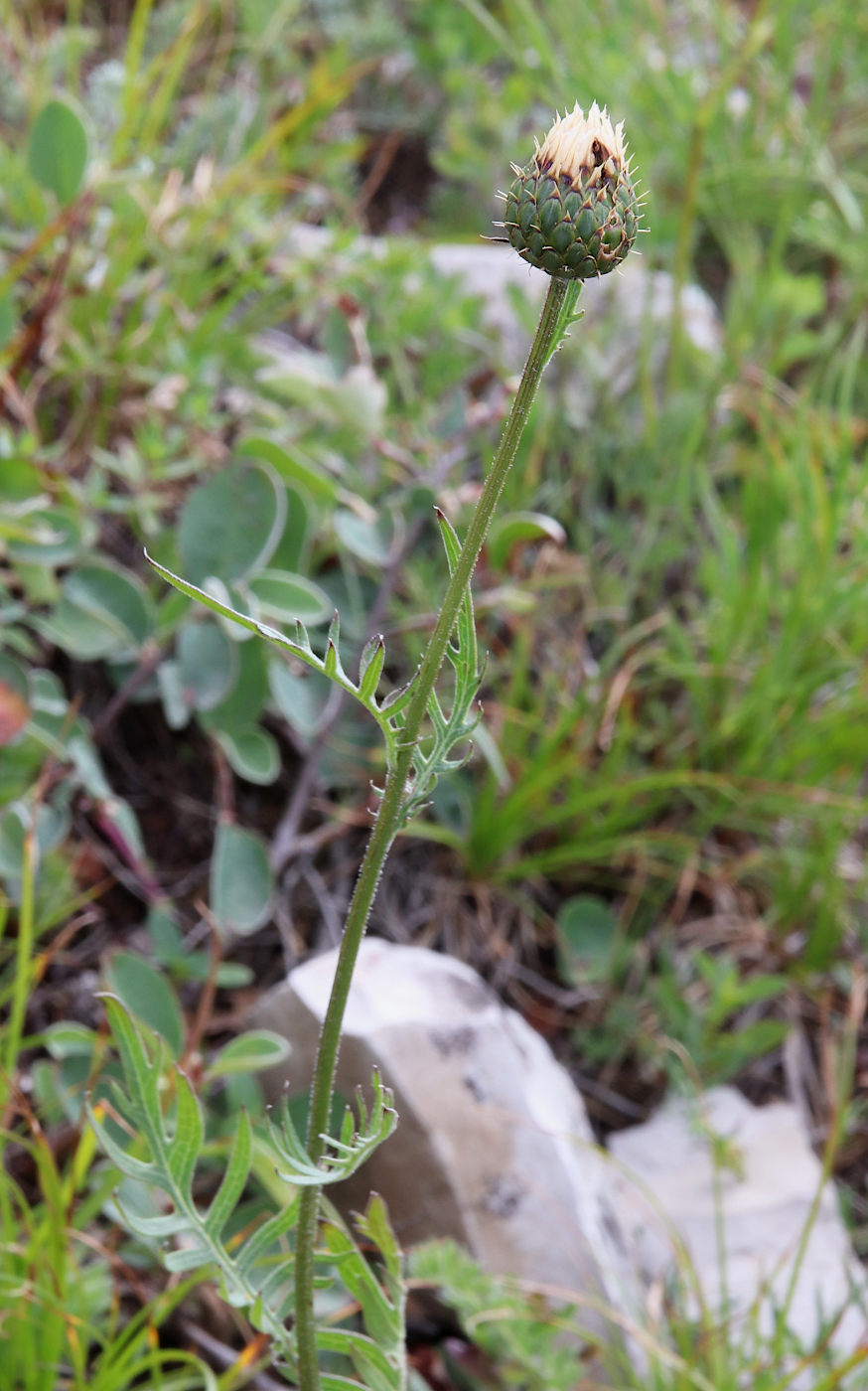 Image of Klasea radiata specimen.