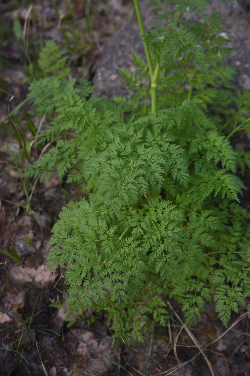 Image of familia Apiaceae specimen.