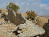 Anabasis truncata. Плодоносящие растения. Казахстан, Жетысуская обл., Панфиловский р-н, отроги Джунгарского Алатау, горы Долонтау, переполненные гипсом пестроцветы. 19 сентября 2025 г.