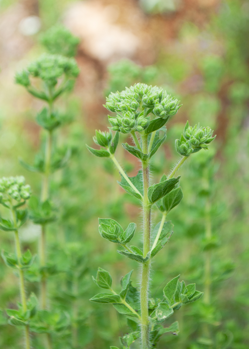 Изображение особи Origanum onites.