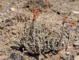 Salsola gemmascens. Плодоносящее растение. Кыргызстан, Баткенская обл., Лейлекский р-н, 12 км западнее пос. Самаркандык, 1400 m, пестроцветные глины, склон юго-западной экспозиции. 28.09.2025.