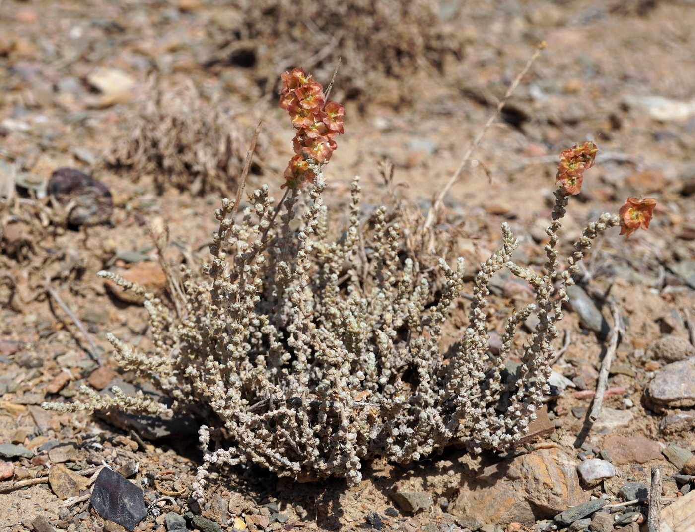 Image of Salsola gemmascens specimen.