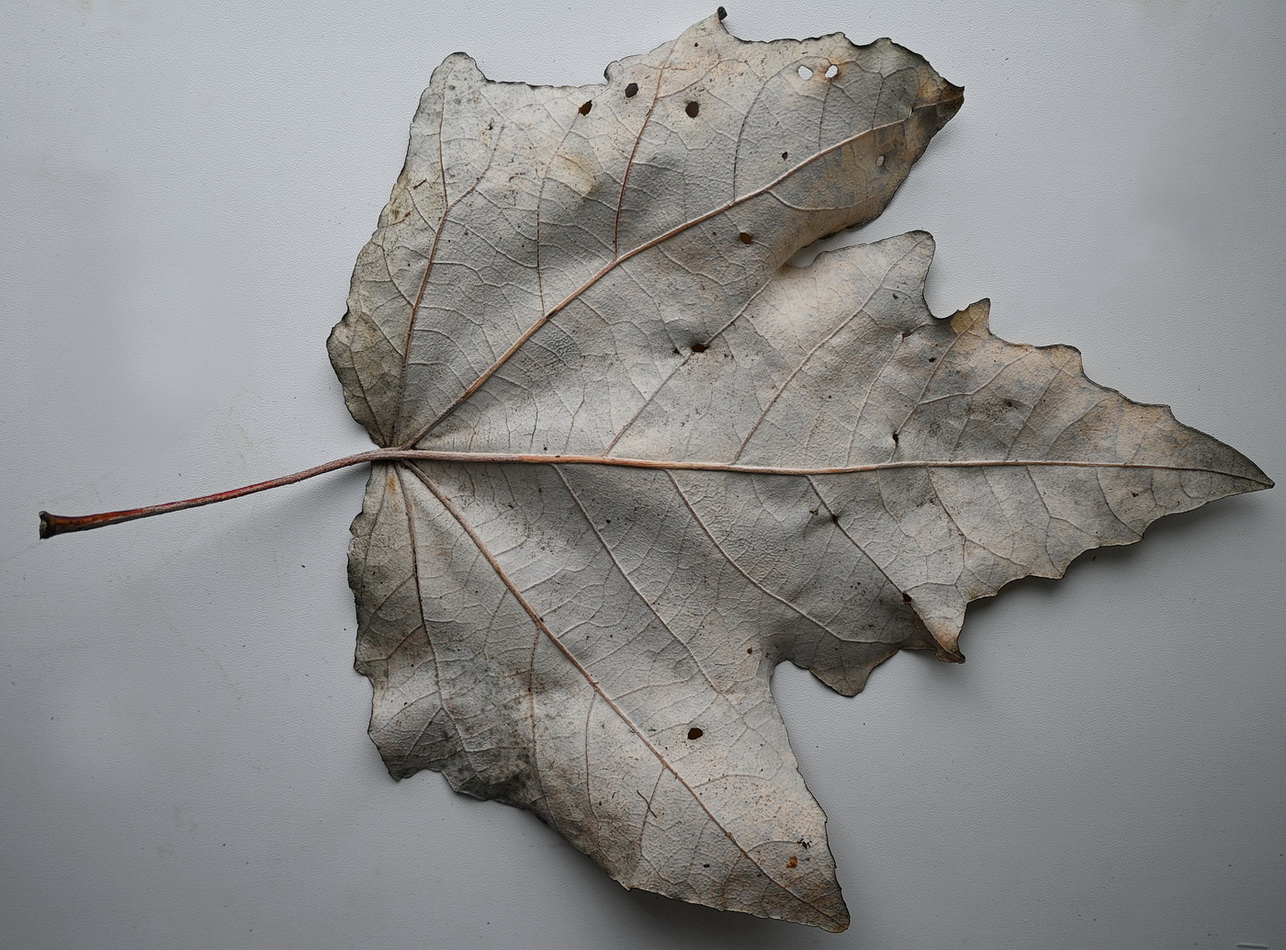 Изображение особи род Acer.