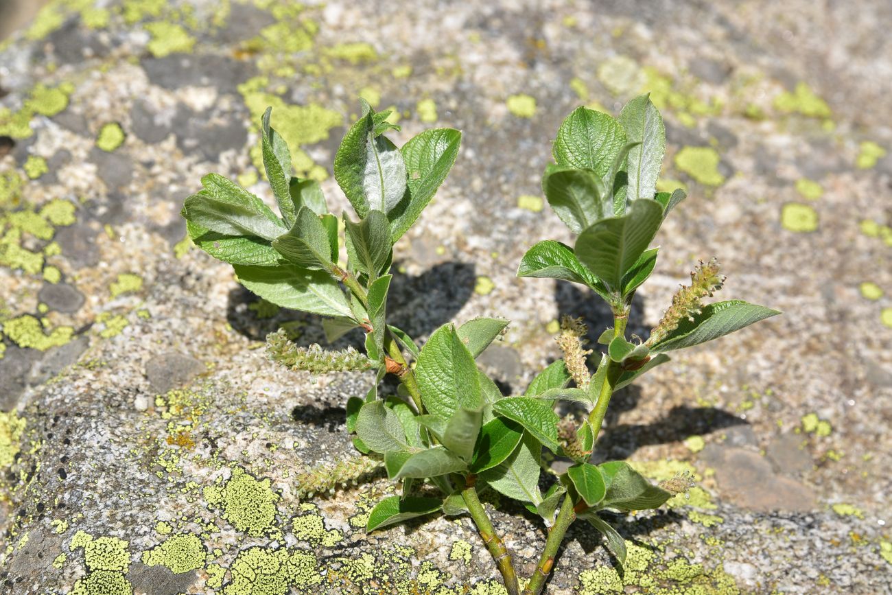 Изображение особи род Salix.